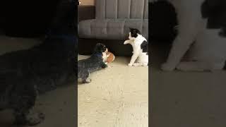 Pets funny #youtubeshorts #foryou #petsfunny