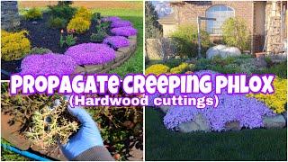 About Creeping Phlox & How To Propagate It Through Hardwood Cuttings