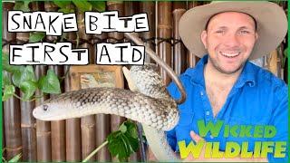 How To Treat A Snake Bite - Australian SnakeBite First Aid