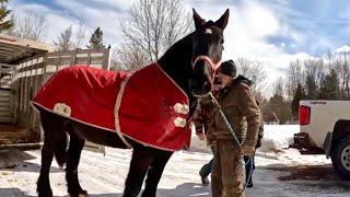 SAYING GOODBYE TO KEN, OUR PERCHERON DRAFT HORSE #795