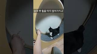 반드시 캣휠을 타게 만들어주마