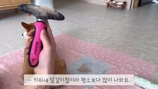 웰시코기 분양을 고민하는 이유는,,?