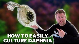 Great Live Fish Food! - How to Easily Culture Daphnia / Water Fleas and What to Avoid