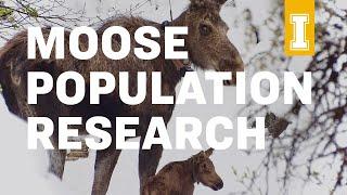 Ticks Affect Idaho Moose Populations