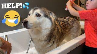 Baby Attempts To Bath Worlds Most Stubborn Husky & Instantly Regrets It! [FUNNIEST VIDEO EVER!!!!]