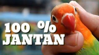 Tips Cara Membedakan Lovebird Jantan Dan Betina Paling Mudah