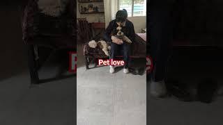 pet love #bonding #shihtzu #shortvideo #trending #viral