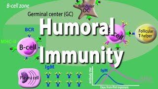 Humoral Immunity - Adaptive Immunity part 2, Animation