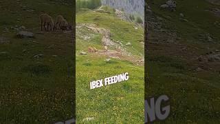 Alpine Ibex at home above the trees in the Swiss Alps