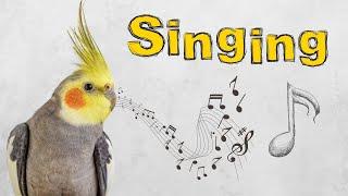 this sound will make your cockatiel happy and Singing