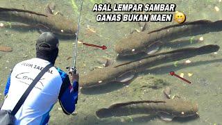 Beruntung..! Saat mancing nemu ikan gabus berkumpul auto panen