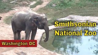 Visiting the Smithsonian National Zoo in Washington DC