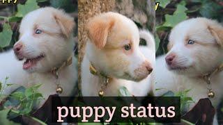 Cute  puppy status for whatsapp ||  सुन्दर पप्पी है070