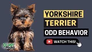 15 Odd Behaviors Yorkshire Terrier Do and What They Mean