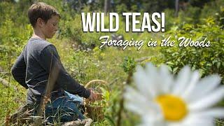 Wild Edibles- Foraging for Wild Teas in the Pacific Northwest
