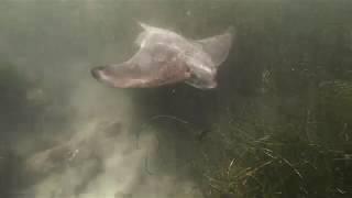 Snorkeling in La Jolla: Bat Rays, Shovelnose Guitar Fish, and Leopard Sharks