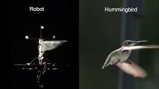 Purdue Hummingbird Overview