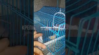 Аллах обращаясь к пророку Мухаммаду ﷺ