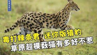 毒打辣条君，迷你版猎豹，草原超模薮猫有多好不惹！【科普任意门】