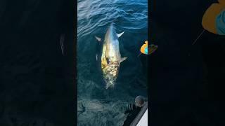 Are Bluefin Tuna Endangered? #shorts #fishing