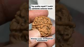 top quality nepali 7 mukhi rudraksha collector piece #youtubeshorts #shorts #rudraksha