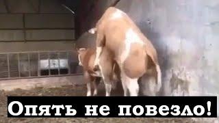 Случка коровы и быка#короваибык