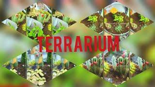 HOW TO MAKE TERRARIUM