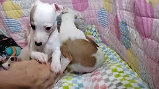 All The DoDa Day Little Lamb Italian Greyhound Puppies Biteys Hopping Sweetness