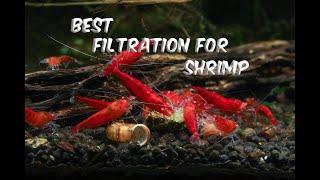 Best Filtration for Planted Shrimp Aquariums