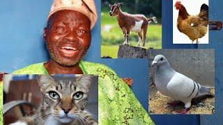 Use of Domestic animal. the good and the bad...Baba OLoyin gives details