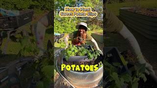 Sweet Potatoes🪴 #sweetpotatoes #potatoes #plantingroots #plantbased #plants #gardeningtips