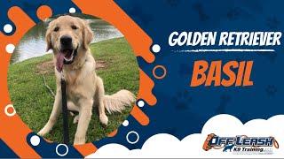 ANXIOUS GOLDEN RETRIEVER Basil I BEFORE & AFTER OLK9