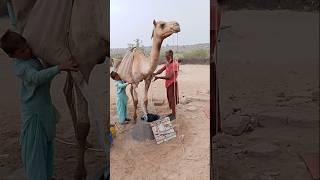 رحلةُ الشيخِ العجوزِ بحثاً عن الماءِ في الصحراءِ