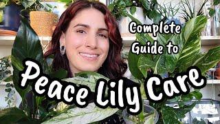 VARIEGATED PEACE LILY CARE!!  a complete guide to caring for your Spathiphyllum plants 