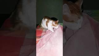 ХАРАШОООО #любимые #лучшие #животные #кот #редко #рыжий #прикол #любовь