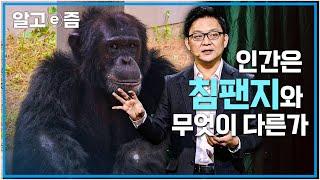 공통 조상에서 갈라져 나온 침팬지와 인간, 인간만이 문명을 이루고 살아가는 이유는 무엇일까?┃클래스e┃알고e즘