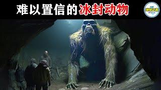 沉睡4.2万年被唤醒！15个令人难以置信的冰封动物，古老的神秘生物重见天日！丨地球之最#冷知识 #排名 #世界之最#冻土融化#远古生物#史前生物#灭绝动物#世界之最top#出类拔萃#top10