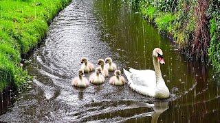 Piano in the Rain with Birds Singing - Calms the nervous system and refreshes the soul ️️️