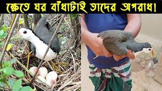 ডাহুক পাখির জীবন কাহিনী |Bird Story-77|The life story Of White-breasted waterhen |THE LIFE OF NATURE