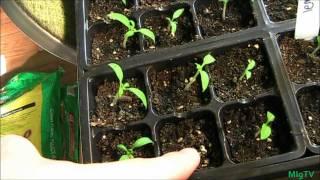 Heirloom Tomato Update