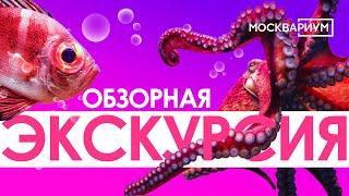 Обзорная экскурсия по всей экспозиции Аквариума!