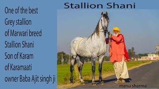 best grey stallion of marwari breed stallion shani son of karam of karamaati