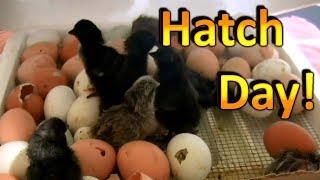 How to Hatch Chicken Eggs (Part 6)  Chicks are Hatching and going into the Brooder!