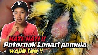 WASPADATonton Video ini biar Tidak MenyesaL !! Cara memilih Kenari Betina untuk Ternak