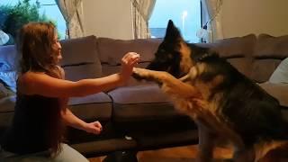 Shadow the German Shepherd. Shouts at owner for asking him to do tricks