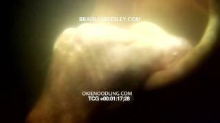 Noodling Underwater (HD) Camera