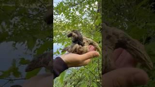 ОРЕЛ! АНТИКВАРИАТ! METAL DETECTING YOUTUBE