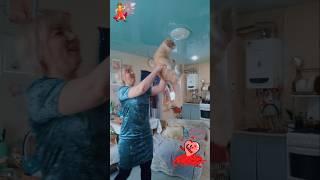 Разгони всех и заведи кота  #суперсвета #позитив #мотивациянауспех