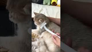 Do cats also like to be tickled or use brushes?#aumuca #cat #catbreed #shedding #cattype