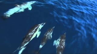 Δελφίνια της Ελλάδας / Dolphins in Greece - trailer